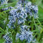 Amsonia 'Ernst Pagels' - Blauwe ster, Stermaagdenpalm