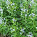 Amsonia illustris - Stermaagdenpalm