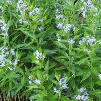 Amsonia illustris