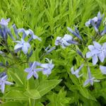 Amsonia orientalis - Stermaagdenpalm - Amsonia orientalis