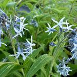 Amsonia tabernaemontana - Blauwe ster / stermaagdenpalm