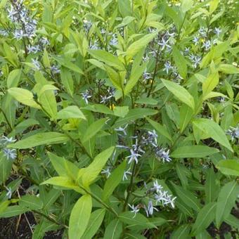 Amsonia tabernaemontana var. salicifolia