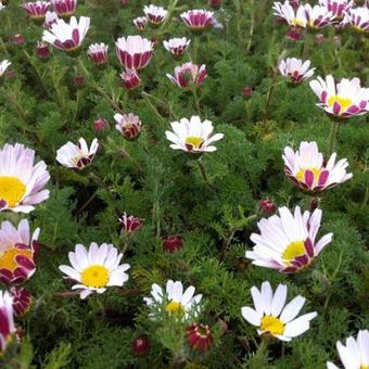 Anacyclus pyrethrum var. depressus