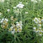 Anaphalis margaritacea 'Neuschnee' - Witte knoop, Siberische edelweiss