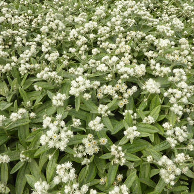 Siberische edelweis - Anaphalis triplinervis 'Silver Wave'