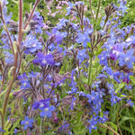 Anchusa azurea 'Dropmore' - Ossetong - Anchusa azurea 'Dropmore'