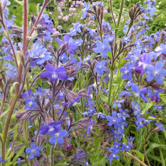 Anchusa azurea 'Dropmore'