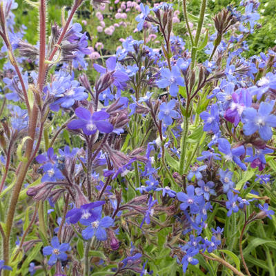 Ossetong - Anchusa azurea 'Dropmore'