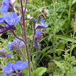 Anchusa azurea 'Loddon Royalist' - Ossetong - Anchusa azurea 'Loddon Royalist'