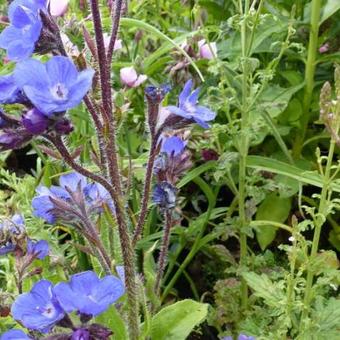 Anchusa azurea 'Loddon Royalist'