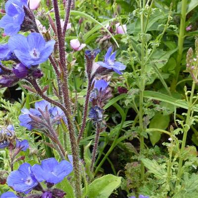 Anchusa azurea 'Loddon Royalist' - Ossetong