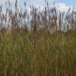 Andropogon gerardii 'Prairie Sommer' - Baardgras - Andropogon gerardii 'Prairie Sommer'