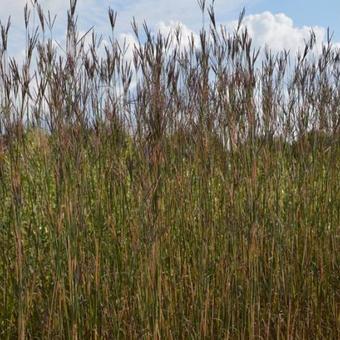 Andropogon gerardii 'Prairie Sommer'