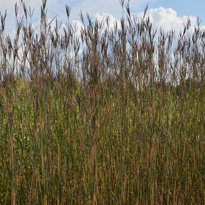 Andropogon gerardii 'Prairie Sommer' - Baardgras