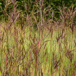 Andropogon hallii 'JS Purple Konza' - Baardgras