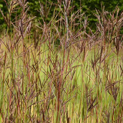 Andropogon hallii 'JS Purple Konza' - Baardgras