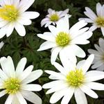 Anemone blanda 'White Splendour' - Anemoon