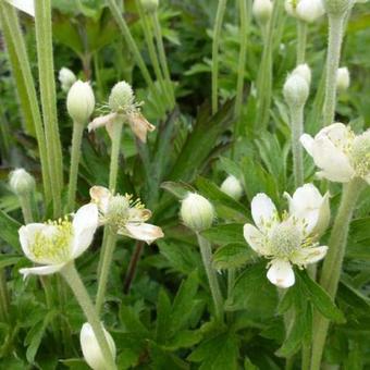 Anemone cylindrica