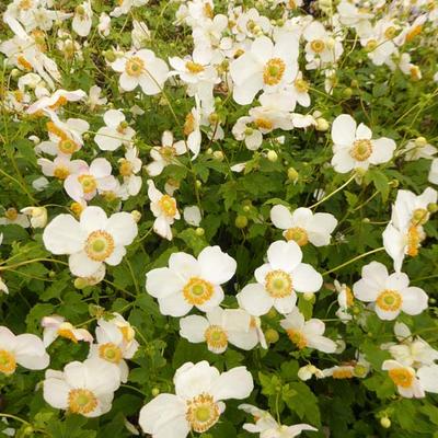 Herfstanemoon - Anemone hupehensis 'PRETTY LADY Maria'