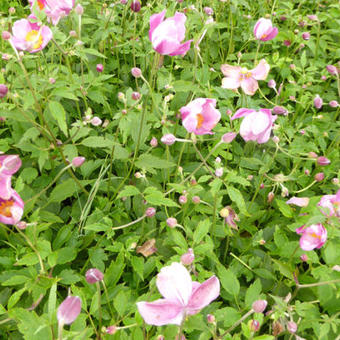 Anemone hupehensis 'PRETTY LADY Susan'