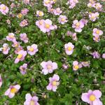 Herfstanemoon - Anemone hupehensis 'Splendens'