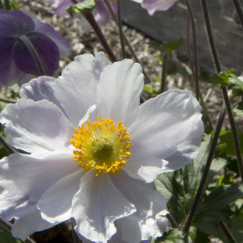 Anemone 'Dreaming Swan'