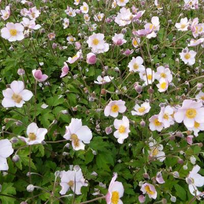 Herfstanemoon - Anemone x hybrida 'Hadspen Abundance'