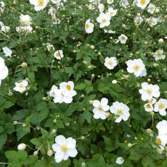 Anemone x hybrida 'Honorine Jobert'