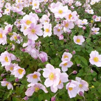 Anemone x hybrida 'Loreley'