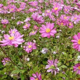 Anemone x hybrida 'Pamina'