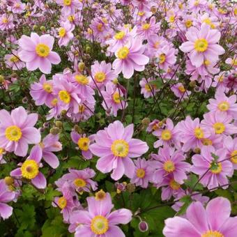 Anemone x hybrida 'Serenade'