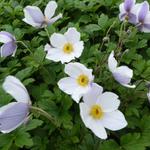 Anemone 'Wild Swan' - Anemoon