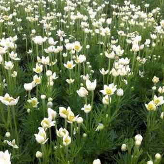 Anemone multifida 'Major'