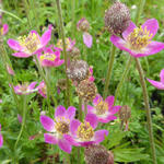 Anemone multifida 'Rosea' - Anemoon