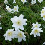 Anemone nemorosa - Bosanemoon