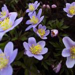 Anemone nemorosa 'Robinsoniana'  - Bosanemoon