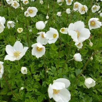 Anemone sylvestris