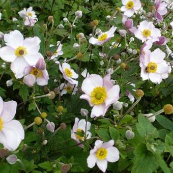 Anemone tomentosa 'Albadura'