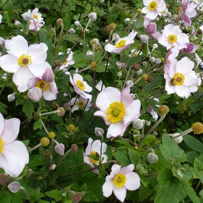 Tibetaanse herfstanemoon - Anemone tomentosa 'Albadura'