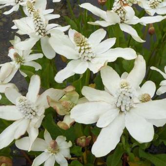 Anemopsis californica