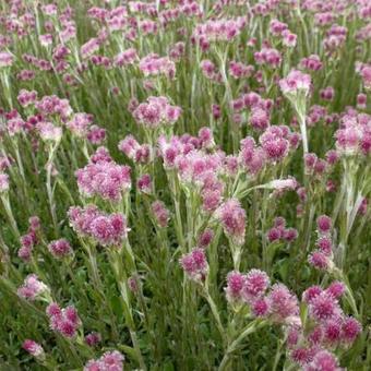 Antennaria dioica 'Rubra'