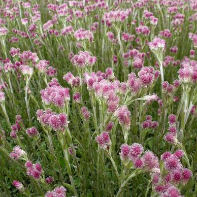 Antennaria dioica 'Rubra' - Rozenkransje