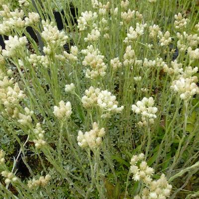 Antennaria dioica var. borealis - Rozenkransje