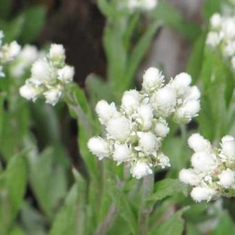 Antennaria plantaginifolia