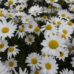 Anthemis carpatica 'Karpatenschnee' - Schubkamille