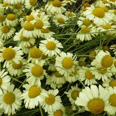 Anthemis x hybrida 'E.C. Buxton' - Gele kamille