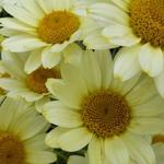 Anthemis 'Susanna Mitchell' - Gele Kamille, Schubkamille, Verfkamille. - Anthemis 'Susanna Mitchell'