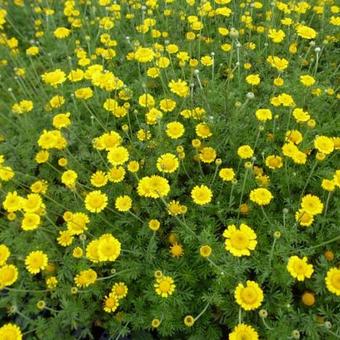 Anthemis tinctoria 'Charme'