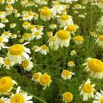 Anthemis tinctoria 'Lemon Ice' - Gele kamille