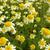 Anthemis tinctoria 'Lemon Ice'